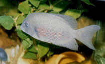 Image of Paretroplus dambabe (Red-bellied Madagascar cichlid)