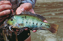 Image of Paraneetroplus gibbiceps (Teapa cichlid)