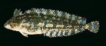 tn_Pagra_u0.jpg