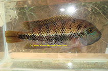 Image of Vieja guttulata (Amatitlan cichlid)