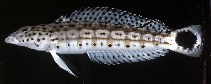 Image of Parapercis xanthogramma 