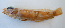 Image of Parapercis imamurai (Imamura’s sandperch)