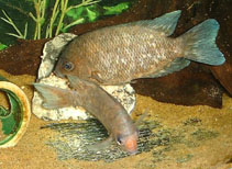 Image of Paretroplus kieneri (Red-nosed Madagascar cichlid)