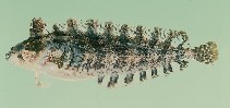 tn_Palau_u0.jpg