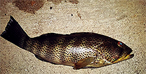 tn_Pamac_u11.jpg