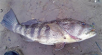tn_Pamac_u12.jpg