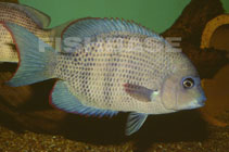 Image of Paretroplus menarambo (Redseam Madagascar cichlid)