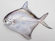 tn_Pamin_u2.jpg