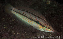Image of Parajulis poecilepterus 