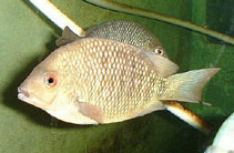 Image of Paretroplus polyactis (Eastern Madagascar cichlid)