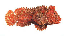Image of Paraploactis pulvinus (Pillow velvetfish)