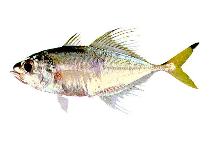 Image of Pantolabus radiatus (Fringefin trevally)