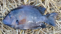 Image of Paretroplus risengi (Northwestern Madagascar cichlid)