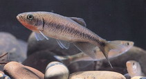 Image of Parazacco spilurus (Predaceous chub)