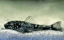 Image of Parotocinclus spilosoma 