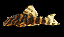 Image of Peckoltia amjikin 