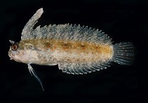 Image of Petroscirtes mitratus (Floral blenny)