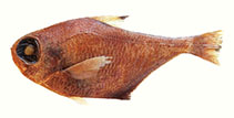 Image of Pempheris muscat (Muscat sweeper)