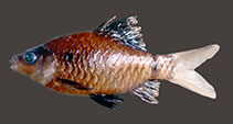Image of Pethia nigripinnis 