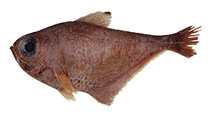 Image of Pempheris smithorum (Chumbe sweeper)