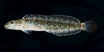 Image of Petroscirtes thepassii (Thepas\