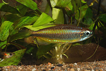 Image of Phenacogrammus aurantiacus 