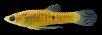 Image of Phalloceros circummontanus 