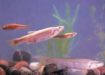 Image of Rhynchocypris oxycephala (Chinese minnow)