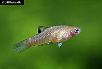 Image of Phallichthys tico (Blackspotted toothcarp)