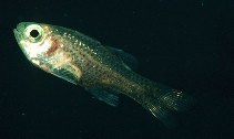 Image of Phaeoptyx xenus (Sponge cardinalfish)