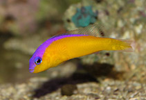tn_Pidia_m0.jpg
