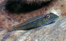 Image of Pleurosicya coerulea (Blue coral ghost goby)