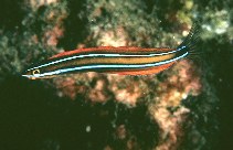 Image of Plagiotremus ewaensis (Ewa blenny)