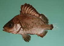 tn_Plgib_u3.jpg