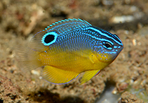 Image of Pomacentrus bintanensis (Bintan damselfish)
