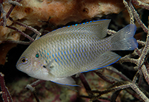 Image of Pomacentrus bintanensis (Bintan damselfish)