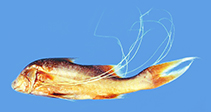 Image of Polynemus hornadayi (Hornaday\