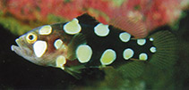 Image of Pogonoperca punctata (Bearded soapfish)