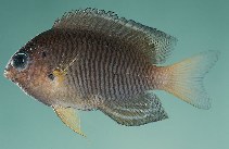Image of Pomacentrus bipunctatus 