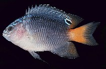 Image of Pomacentrus taeniometopon (Brackish damsel)