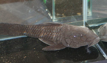 Image of Pogonopoma wertheimeri 