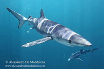 Image of Prionace glauca (Blue shark)