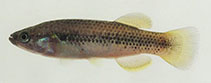 tn_Prhec_m0.jpg