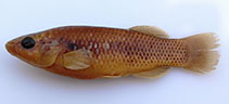 tn_Prhec_m1.jpg