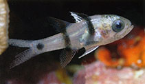 Image of Pristicon trimaculatus (Threespot cardinalfish)