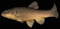 Image of Pseudobarbus burchelli (Burchell\