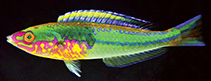 Image of Pseudojuloides edwardi (Mombasa pencil wrasse)