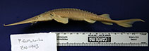 Image of Pseudoscaphirhynchus fedtschenkoi (Syr Darya sturgeon)