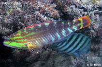 Image of Pseudolabrus guentheri (Günther\