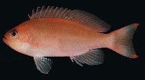Image of Pseudanthias hypselosoma (Stocky anthias)